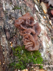 Phaeotremella