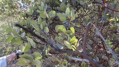 Arctostaphylos