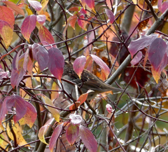 Zonotrichia leucophrys