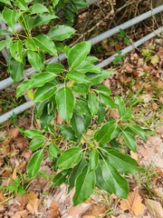 Cinnamomum camphora
