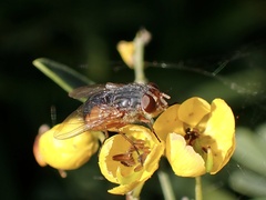 Calliphora