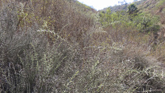 Adolphia californica