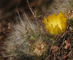 Austrocylindropuntia floccosa