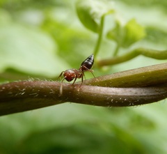 Crematogaster rogenhoferi