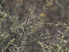 Adolphia californica