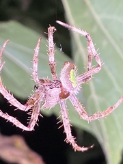 Eriophora
