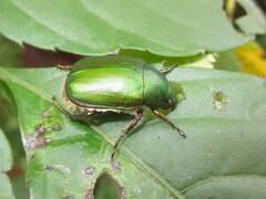 Anomala albopilosa albopilosa