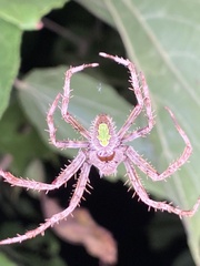 Eriophora