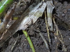 Cryptothele sundaica