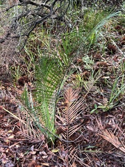 Macrozamia communis