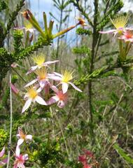 Calytrix longiflora