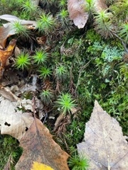 Polytrichum commune