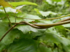 Crematogaster rogenhoferi