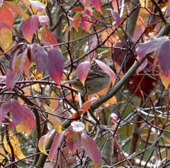 Zonotrichia leucophrys