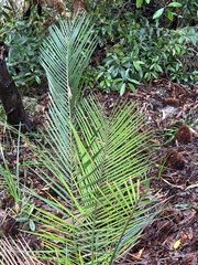 Macrozamia communis