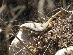 Liolaemus chiliensis