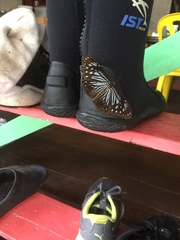 Parantica luzonensis