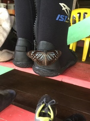 Parantica luzonensis