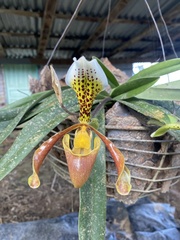Paphiopedilum