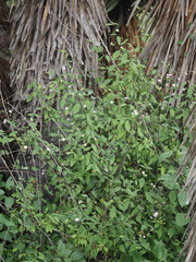 Sidastrum tehuacanum