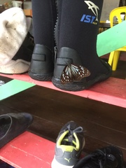 Parantica luzonensis