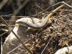 Liolaemus chiliensis