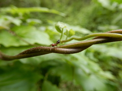 Crematogaster rogenhoferi