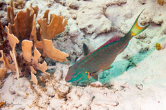 Millepora complanata