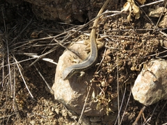 Liolaemus chiliensis
