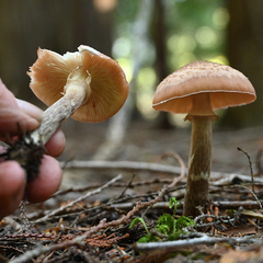 Armillaria ostoyae