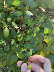 Zanthoxylum clava-herculis