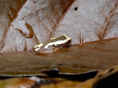 Dendropsophus leucophyllatus