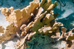 Millepora complanata
