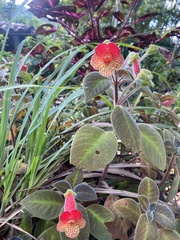 Kohleria