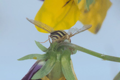 Syrphus torvus