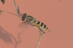 Syrphus torvus