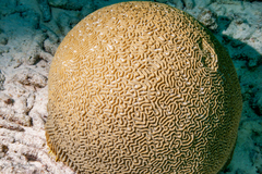 Pseudodiploria strigosa