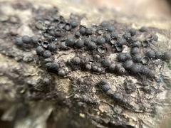 Rosellinia corticium