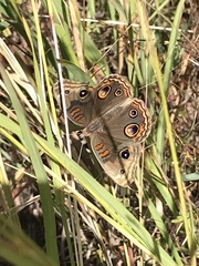 Junonia nigrosuffusa