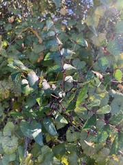 Zanthoxylum clava-herculis