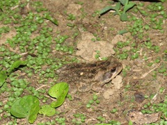 Rhinella marina