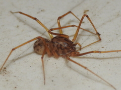 Scytodes univittata