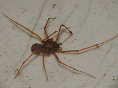 Scytodes univittata