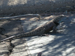 Sceloporus uniformis