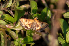 Pyrausta californicalis