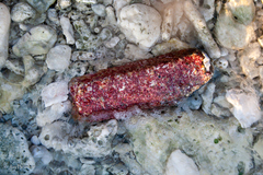 Homotrema rubrum