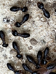 Macrotermes carbonarius