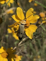 Chauliognathus misellus