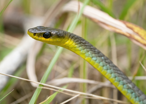 Common Tree Snake sighting