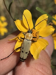 Chauliognathus misellus